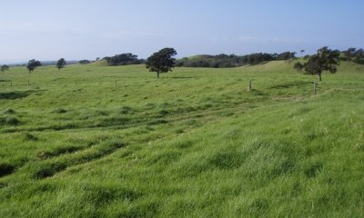 Naturalized Grassland with <25% Tree Cover State