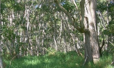 Restored Koa State