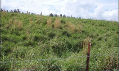 Naturalized Grassland State