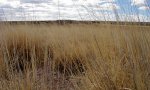 Bottomland, SPWR2, Corralitos Rd, Dona Ana