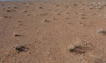 Gravelly loam_sparse restore NM trt_FlyingX