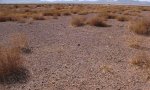 Gravelly_Barren_asm