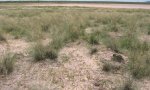 Saline_grassland_SaltFlats_SPAI_c
