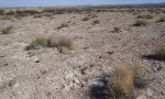 GypUpland_grasslimited_5_3_a
