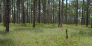 Western Coastal Plain