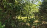 Loamy Bottomland State 4