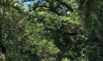 IMG_08462