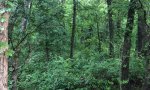 savannah 2