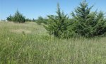 Invading Eastern Redcedar- Eastern Nebraska.png