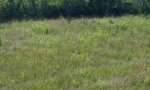 Shallow Savannah Ref
