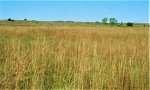 MidgrassTallgrass