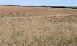MidgrassShortgrass