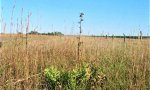 ReferencePlantCommunity