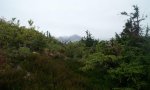 subalpine dwarf tree scrub