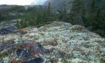 ALPINE ORGANIC