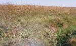 ReferencePlantCommunity