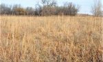 Tallgrass_Midgrass