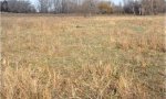 Midgrass_Shortgrass