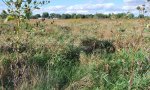 Grassy Invaded State