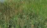 Moist Soil Perennial Community