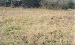 EDITShortgrassState