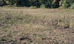 EDITshortgrassPlantCommunity