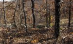 Savannah_Breaks_84A_031