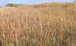 Tallgrass_Midgrass