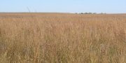 Central Rolling Red Prairies