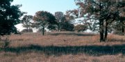 North Cross Timbers