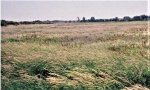 ReferencePlantCommunity