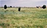MidgrassPlantCommunity