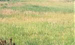 SeededPlantCommunity