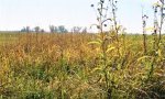ReferencePlantCommunity