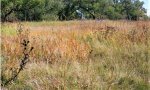 Tallgrass_Midgrass
