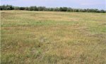 Midgrass_Shortgrass