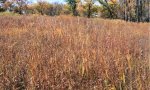 Tallgrass_Midgrass