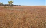 MidgrassPlantCommunity