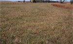 shortgrassplantcommunity