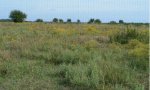 MidgrassTallgrass