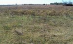 MidgrassShortgrass