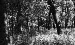 woodland