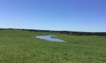 Mine spoil_Grass