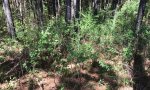 SR_Invaded pine stand