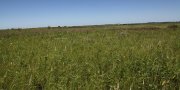 Eastern Iowa and Minnesota Till Prairies
