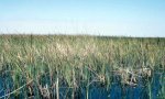 Novillo_peat_Coastal_Swale