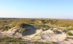 530_648_coastal sand