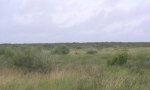 551_salty prairie_150B
