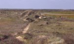 714_coastal dune_150B
