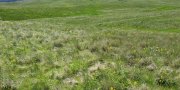 Northern and Central Rocky Mountain Foothills